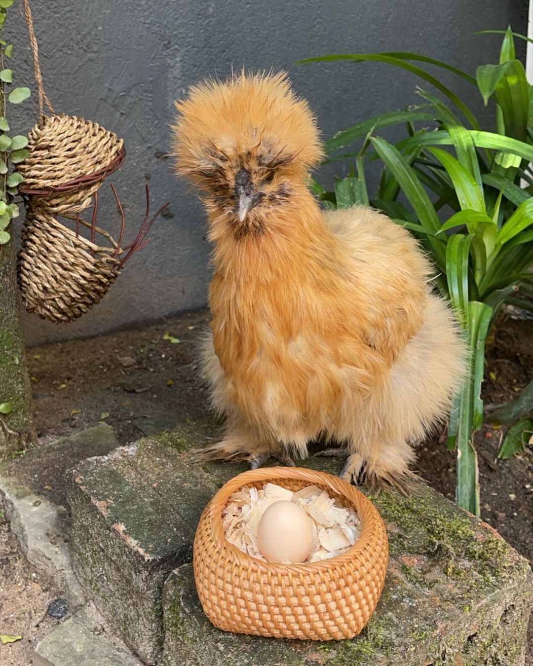 Sosialita Singapura Jamie Chua Kini Sibuk Tanam Buah dan Pelihara Ayam
