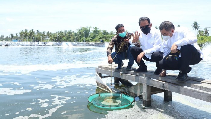 Tambak udang vaname