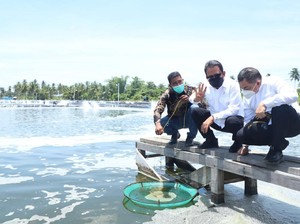KKP Revitalisasi Tambak Udang di Aceh Timur, Target Panen 2 Ton/Ha