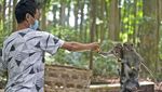 Kasihan! Monyet-Monyet Sangeh Kesepian, Rindukan Wisatawan