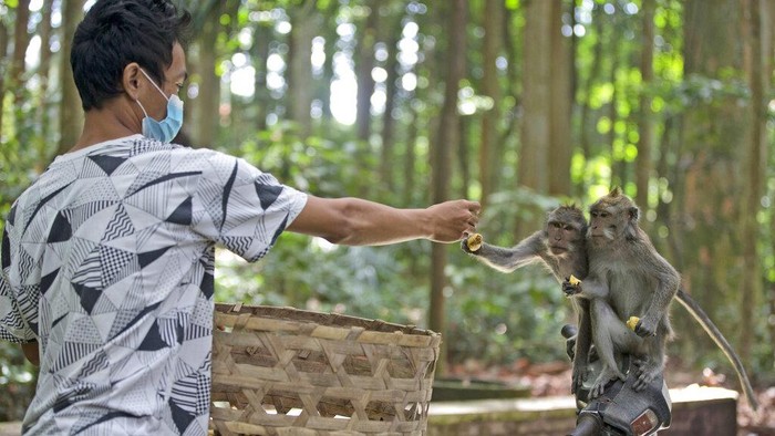 Virus Outbreak Indonesia A worker feeds macaques during a feeding time at Sangeh Monkey Forest in Sangeh, Bali Island, Indonesia, Wednesday, Sept. 1, 2021. Deprived of their preferred food source - the bananas, peanuts and other goodies brought in by the tourists now kept away by the coronavirus - hungry monkeys on the resort island of Bali have taken to raiding villagersβ homes in the search for something tasty. (AP Photo/Firdia Lisnawati)