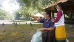 Kasihan! Monyet-Monyet Sangeh Kesepian, Rindukan Wisatawan