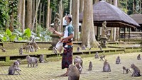 Sekitar 600 kera hidup di cagar alam hutan, berayun dari pohon pala yang tinggi dan melompat-lompat di sekitar Pura Bukit Sari yang terkenal dan dianggap keramat. (AP/Firdia Lisnawati)