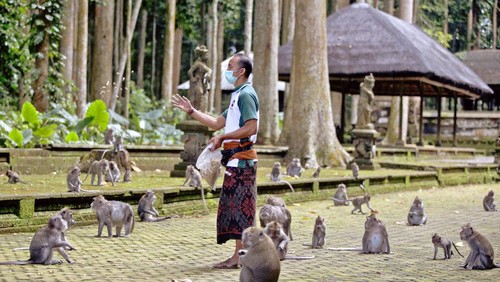A worker feeds macaques during a feeding time at Sangeh Monkey Forest in Sangeh, Bali Island, Indonesia, Wednesday, Sept. 1, 2021. Deprived of their preferred food source - the bananas, peanuts and other goodies brought in by the tourists now kept away by the coronavirus - hungry monkeys on the resort island of Bali have taken to raiding villagers’ homes in the search for something tasty. (AP Photo/Firdia Lisnawati)