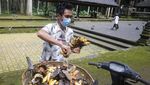 Kasihan! Monyet-Monyet Sangeh Kesepian, Rindukan Wisatawan
