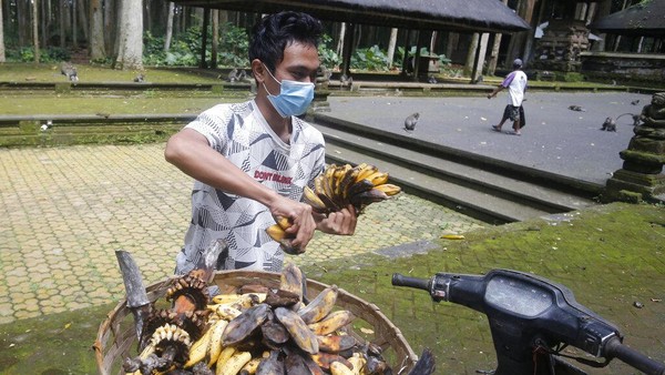 Akibatnya, monyet-monyet itu mulai keluar dari cagar alam. Mereka memasuki perkampungan yang jaraknya cuma sekitar 500 meter. (AP/Firdia Lisnawati) Akibatnya, monyet-monyet itu mulai keluar dari cagar alam. Mereka memasuki perkampungan yang jaraknya cuma sekitar 500 meter. (AP/Firdia Lisnawati)