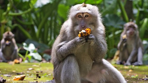 A worker feeds macaques during a feeding time at Sangeh Monkey Forest in Sangeh, Bali Island, Indonesia, Wednesday, Sept. 1, 2021. Deprived of their preferred food source - the bananas, peanuts and other goodies brought in by the tourists now kept away by the coronavirus - hungry monkeys on the resort island of Bali have taken to raiding villagers’ homes in the search for something tasty. (AP Photo/Firdia Lisnawati)