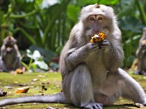 Turis Australia Bayar Suntik Rabies Rp 69 Juta di Bali, Klinik Membantah
