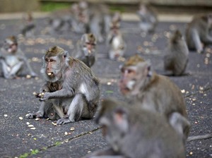 Ratusan Turis Australia Digigit Hewan Liar di Bali, Diminta Hati-hati