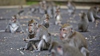 Situasi berubah total sejak pandemi virus Corona dan perbatasan Bali ditutup. Tidak adanya turis membuatHutan Monyet Sangeh sama sekali tidak mendapatkan pemasukan. Pengelola pun hemat-hemat membeli makanan untuk monyet. (AP/Firdia Lisnawati)