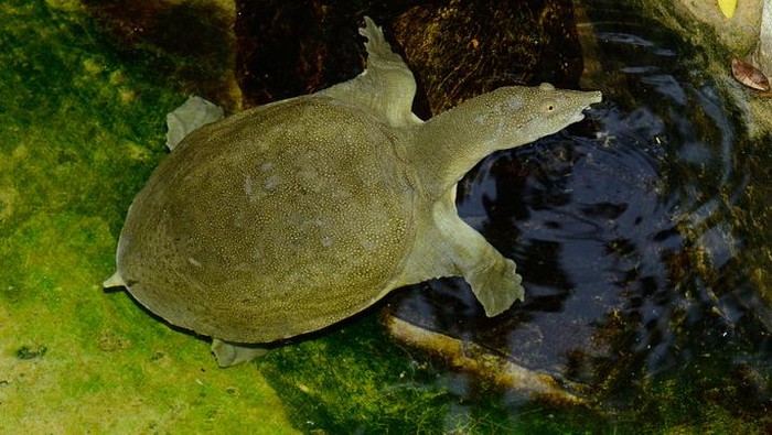 Hukum Makan Daging Bulus dalam Islam, Halal atau Haram?