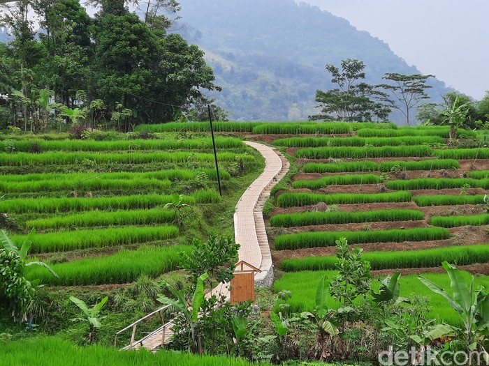 Hutan Hujan Sentul