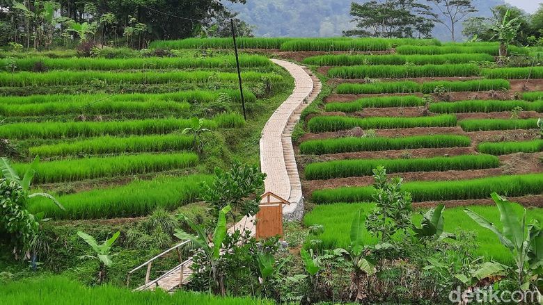 Hutan Hujan Sentul Hutan Hujan Sentul