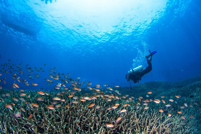 Ilustrasi diving