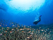 Dua Turis Rusia Meninggal Saat Diving, Terseret Arus dan Digigit Hiu