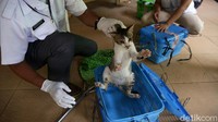 Kegiatan sterilisasi hewan peliharaan itu diketahui diselenggarakan oleh Dinas Kelautan, Perikanan, dan Ketahanan Pangan Jakarta Timur.  