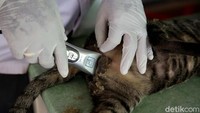 Ada 15 hewan peliharaan kucing milik warga yang disterilisasi oleh Dinas Kelautan, Perikanan, dan Ketahanan Pangan Jakarta Timur.  