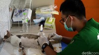 Diketahui, sterilisasi pada hewan peliharaan memiliki banyak manfaat.