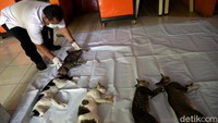Manfaat itu mulai dari hewan lebih sehat, mencegah overpopulasi, mengurangi sifat agresif, mencegah spraying, hingga mengurangi keinginan mereka untuk berkeliaran.