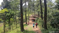 Pemandangan hutan pinus, kebun kopi, dan hamparan padi bisa ditemukan saat anda melakukan treking ke tempat ini.