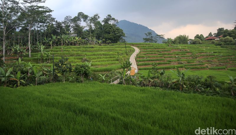 Hutan Hujan Sentul menjadi alternatif warga untuk mengisi akhir pekan. Anda akan diajak trekking dengan pemandangan hamparan sawah dan hijaunya Hutan Pinus.