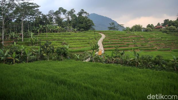Hutan Hujan Sentul menjadi alternatif warga untuk mengisi akhir pekan. Anda akan diajak trekking dengan pemandangan hamparan sawah dan hijaunya Hutan Pinus.