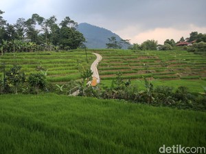 7 Jenis Tanah dan Pemanfaatannya: Aluvial, Laterit, Gambut