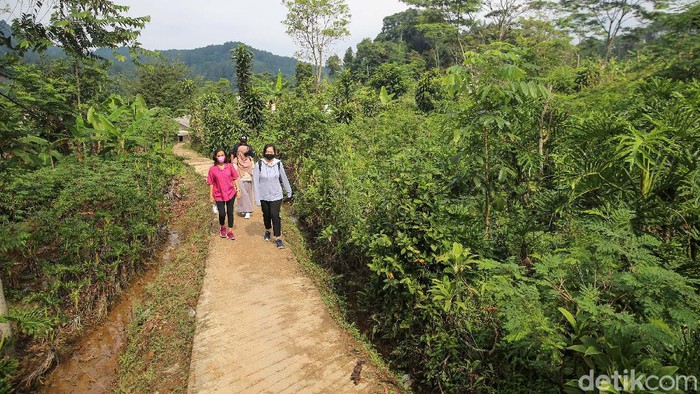 Hutan Hujan Sentul menjadi alternatif warga untuk mengisi akhir pekan. Anda akan diajak trekking dengan pemandangan hamparan sawah dan hijaunya Hutan Pinus.