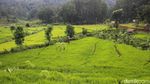 Menjelajahi Hutan Hujan Sentul