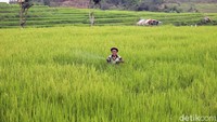 Anda juga bisa melihat aktivitas para petani di sana.
