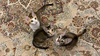 Mika, Miki, Miko, adalah kucing baru Prabowo yang diadopsi dari plafon kantor Kementerian Pertahanan.