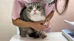 Potret Motimaru, Kucing Gemoy yang Dicatat Guinness World Record