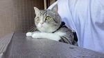 Potret Motimaru, Kucing Gemoy yang Dicatat Guinness World Record
