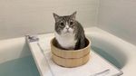 Potret Motimaru, Kucing Gemoy yang Dicatat Guinness World Record