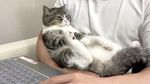 Potret Motimaru, Kucing Gemoy yang Dicatat Guinness World Record