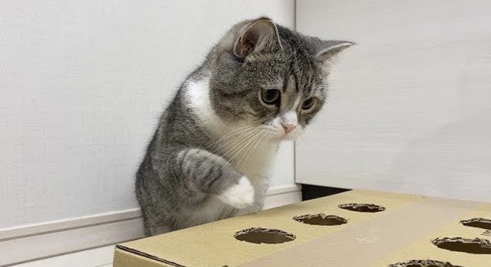 Motimaru, kucing gemas di Jepang