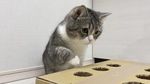 Potret Motimaru, Kucing Gemoy yang Dicatat Guinness World Record