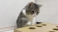 Dalam penghargaan Guinness World Record yang dia terima, tertulis Penayangan terbanyak untuk kucing di YouTube dengan total 619.586.290 penayangan di chanelnya Motimarus diary pada 12 Agustus.
