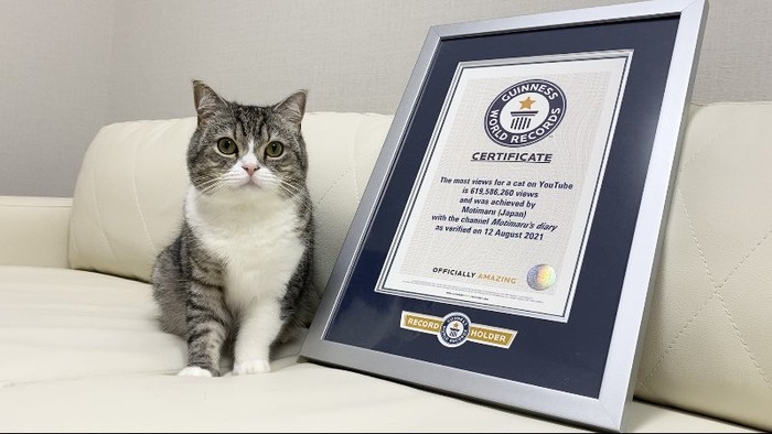 Motimaru, kucing gemas di Jepang Motimaru, kucing gemas di Jepang
