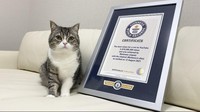 Kucing berjenis Scottish Fold bernama Motimaru menjadi catatan baru di Guinness World Record. Dia tercatat sebaagai kucing yang paling banyak ditonton di Youtube.