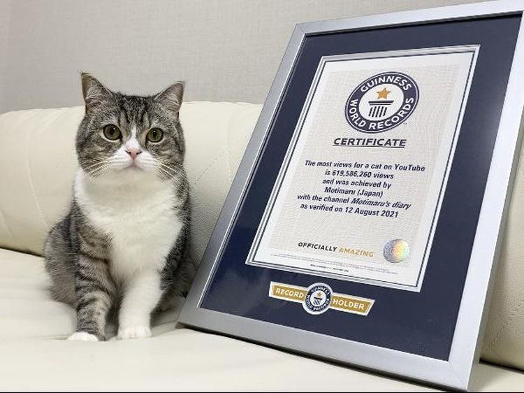 Potret Motimaru, Kucing Gemoy yang Dicatat Guinness World Record