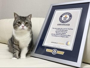 Kucing Gemoy Ini Tenar di Youtube dan Pecahkan Rekor Dunia