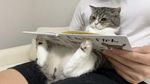 Potret Motimaru, Kucing Gemoy yang Dicatat Guinness World Record