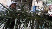 Pemanfaatan pelepah sawit ini bahkan dapat menekan biaya produksi pakan untuk peternakan sapi. Selain itu, sapi yang diberi pakai hasil fermentasi dari pelepah sawit dapat gemuk lebih cepat dan memiliki daging yang lebih halus serta tanpa lemak saat dimakan.