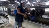 Meskipun pandemi, peningkatan penjualan itu terjadi di tahun 2021 ini. SSY Farm Sepupu Jaya menjual 128 ekor sapi pada Hari Raya Idul Adha kemarin dan 8 sapi saat Idul Fitri. Adapun 50% penjualan tersebut diserap oleh PTBA.
