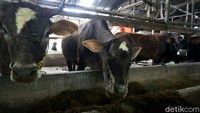 Namun dalam perjalanan kelompok peternak yang masuk Asosiasi Peternak Sapi Indonesia ini tidak lepas dari berbagai bantuan CSR dari PTBA. Mulai dari sumur bor saat awal berdiri, pembinaan, pembangunan lahan kandang sapi, hingga pembuatan rumah kompos.