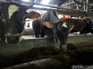 Inovatif! Universitas Bangka Belitung Ciptakan Probiotik dari Bungkil Sawit