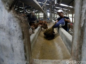 Pakan Sapi dari Limbah Sawit Bikin Peternak Makin Cuan