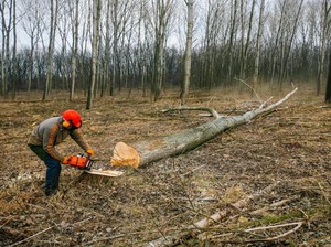 Izin HTI di Hutan Kalteng Kacau, Pemerintah Diminta Lakukan Ini