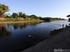 9 Fakta Pencemaran Parah Bengawan Solo, Ikan Teler hingga Murka Ganjar